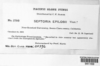 Septoria epilobii image